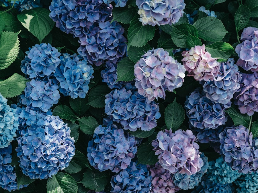 Hortensia