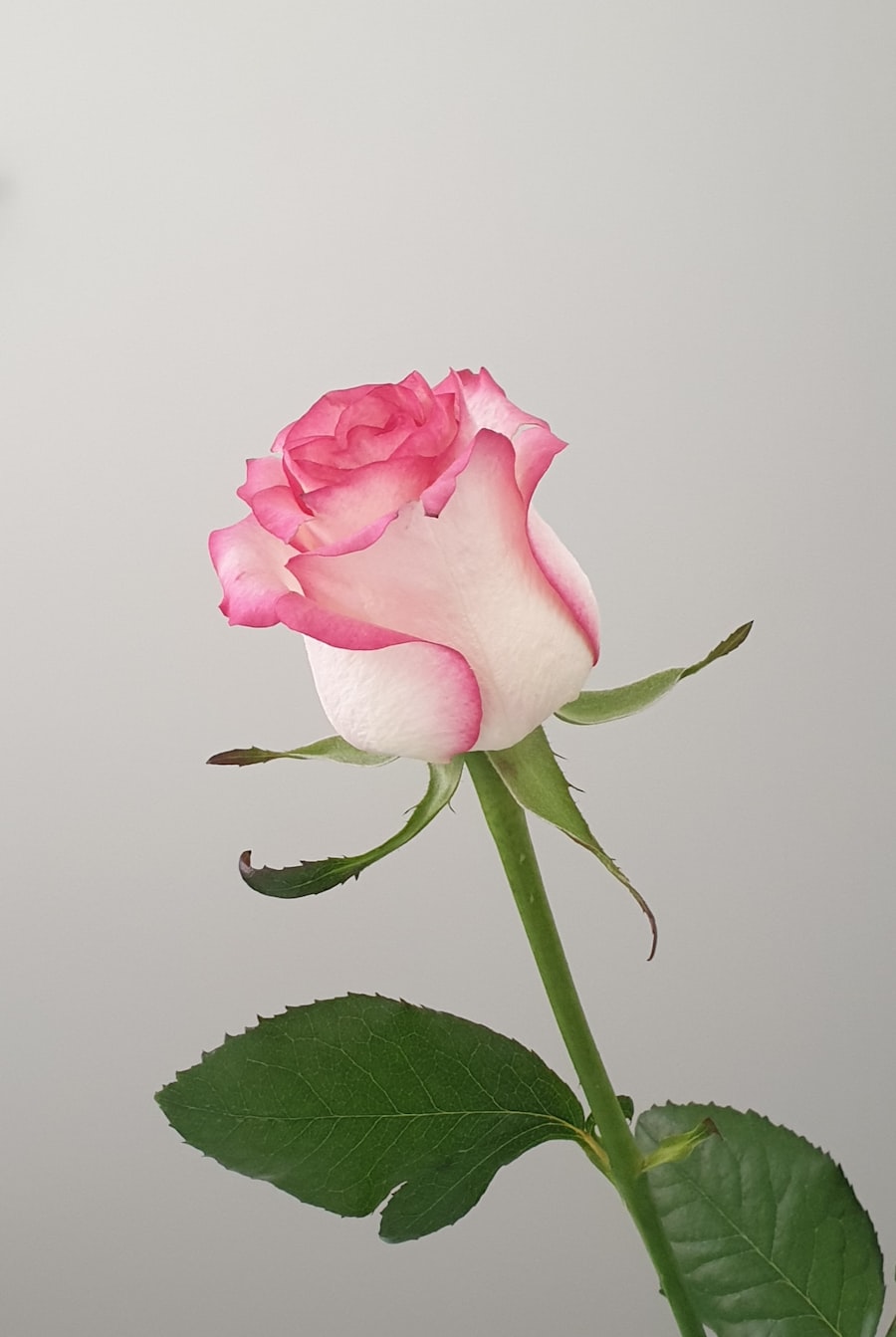 Rosa